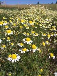 Attēlu rezultāti vaicājumam “Matricaria chamomilla flower”
