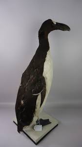 Image result for Pinguinus impennis