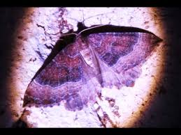 Attēlu rezultāti vaicājumam “Larentia clavaria”