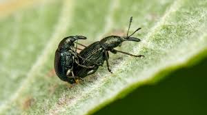 Attēlu rezultāti vaicājumam “Attelabidae”