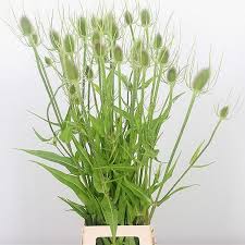 Attēlu rezultāti vaicājumam “Dipsacus fullonum”