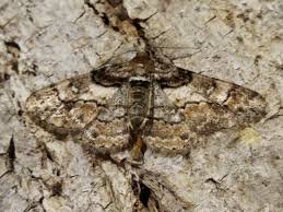 Attēlu rezultāti vaicājumam “Cleora cinctaria”