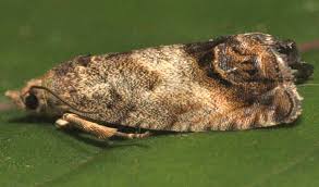 Attēlu rezultāti vaicājumam “Cydia splendana”