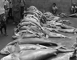 Image result for Scylliogaleus quecketti