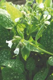 Image result for Pulmonaria officinalis
