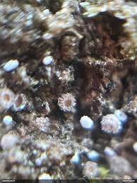 Attēlu rezultāti vaicājumam “Lachnum corticale”