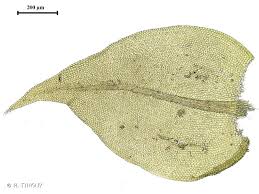 Attēlu rezultāti vaicājumam “Leskea polycarpa”