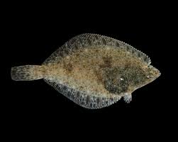 Image result for Parophrys vetulus