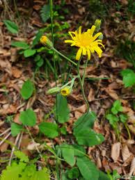 Attēlu rezultāti vaicājumam “Hieracium murorum flower”