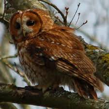 Attēlu rezultāti vaicājumam “Strix aluco female”