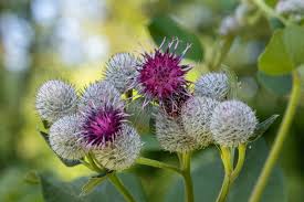 Attēlu rezultāti vaicājumam “Arctium tomentosum flower”