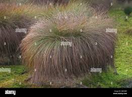 Attēlu rezultāti vaicājumam “Carex paniculata”