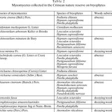 Attēlu rezultāti vaicājumam “Licea testudinacea young”