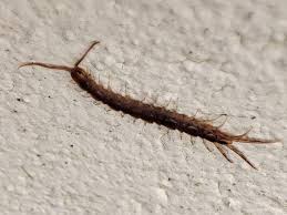 Attēlu rezultāti vaicājumam “Lithobius forficatus”