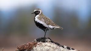 Attēlu rezultāti vaicājumam “Pluvialis apricaria”