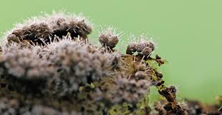 Attēlu rezultāti vaicājumam “Trichia botrytis var. cerifera spores”