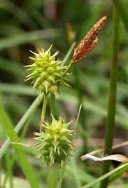 Attēlu rezultāti vaicājumam “Carex lepidocarpa”