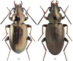 Attēlu rezultāti vaicājumam “Bembidion litorale”