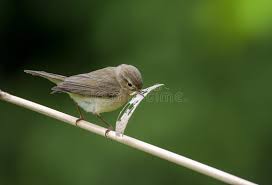 Attēlu rezultāti vaicājumam “Phylloscopus collybita adult”