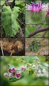 Attēlu rezultāti vaicājumam “Arctium tomentosum fruit”