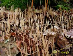 Attēlu rezultāti vaicājumam “Macrotyphula juncea”