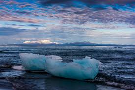 Image result for Ildblomkarse