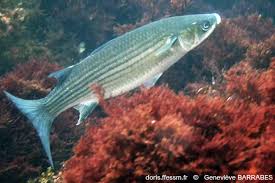 Image result for Chelon ramada