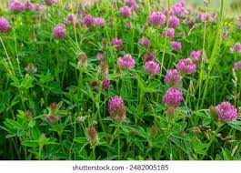 Attēlu rezultāti vaicājumam “Trifolium alpestre leaf”