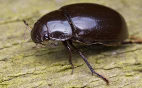 Attēlu rezultāti vaicājumam “Hydrochara caraboides”