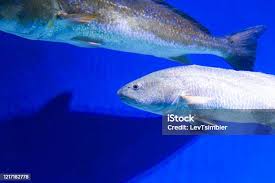 Image result for Argyrosomus regius