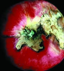 Attēlu rezultāti vaicājumam “Sparganium neglectum fruit”