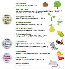 Attēlu rezultāti vaicājumam “Ophiostoma polyporicola”