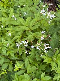 Attēlu rezultāti vaicājumam “Gillenia trifoliata”