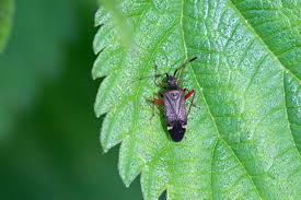 Attēlu rezultāti vaicājumam “Closterotomus biclavatus nymph”