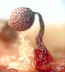 Attēlu rezultāti vaicājumam “Cribraria intricata”