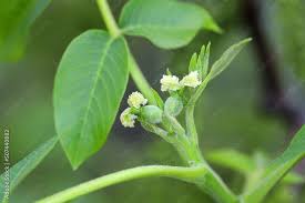 Attēlu rezultāti vaicājumam “Juglans mandshurica female flower”