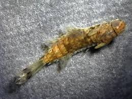 Attēlu rezultāti vaicājumam “Siphlonurus”