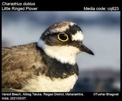 Attēlu rezultāti vaicājumam “Charadrius dubius adult”