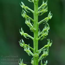 Attēlu rezultāti vaicājumam “Malaxis monophyllos flower”