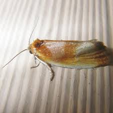 Attēlu rezultāti vaicājumam “Eulia ministrana”