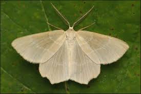 Attēlu rezultāti vaicājumam “Thalera fimbrialis”