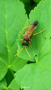 Attēlu rezultāti vaicājumam “Tenthredo campestris female”