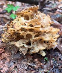Attēlu rezultāti vaicājumam “Polyporus umbellatus”