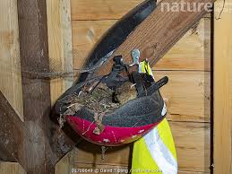 Attēlu rezultāti vaicājumam “Erithacus rubecula nest”