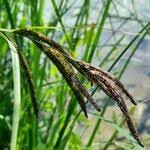 Attēlu rezultāti vaicājumam “Carex acutiformis flower”
