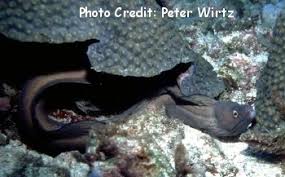 Image result for Gymnothorax vicinus