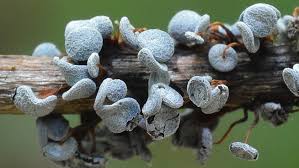 Attēlu rezultāti vaicājumam “Physarum pezizoideum macro”