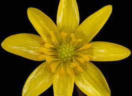 Attēlu rezultāti vaicājumam “Ficaria verna flower”