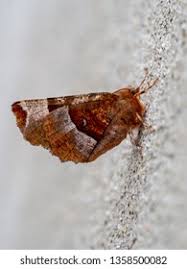 Attēlu rezultāti vaicājumam “Selenia dentaria imago”