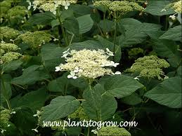 Attēlu rezultāti vaicājumam “Hydrangea arborescens subsp. discolor flower”